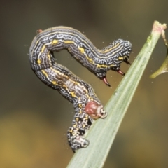 Chlenias banksiaria group (A Geometer moth) at Bruce, ACT - 11 Oct 2021 by AlisonMilton