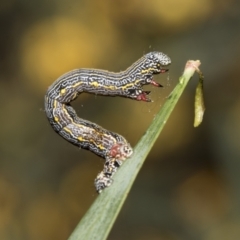 Chlenias banksiaria group at Bruce, ACT - 12 Oct 2021