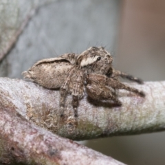 Maratus scutulatus (A jumping spider) at Scullin, ACT - 31 Oct 2021 by AlisonMilton