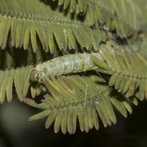 Lepidoptera unclassified IMMATURE moth at Bruce, ACT - 12 Oct 2021