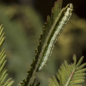 Lepidoptera unclassified IMMATURE moth at Bruce, ACT - 12 Oct 2021