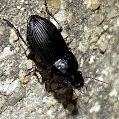 Gnathaphanus sp. (genus) (Ground beetle) at Jerrabomberra, NSW - 3 Nov 2021 by SteveBorkowskis