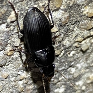 Gnathaphanus sp. (genus) at Jerrabomberra, NSW - 3 Nov 2021