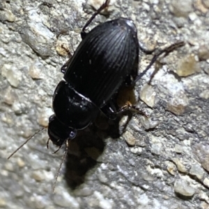 Gnathaphanus sp. (genus) at Jerrabomberra, NSW - 3 Nov 2021