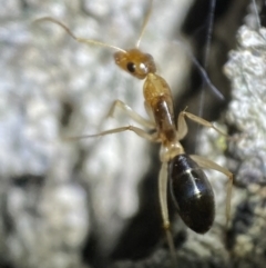 Camponotus claripes (Pale-legged sugar ant) at Jerrabomberra, NSW - 3 Nov 2021 by SteveBorkowskis
