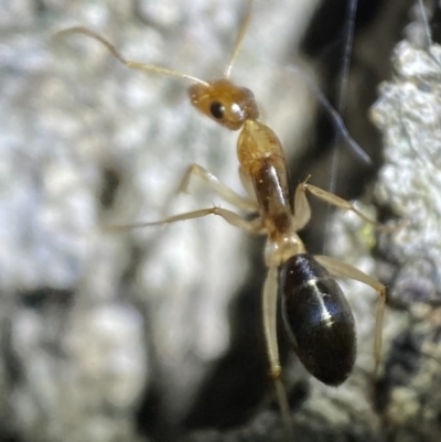 Camponotus claripes (Pale-legged sugar ant) at Jerrabomberra, NSW - 3 Nov 2021 by SteveBorkowskis