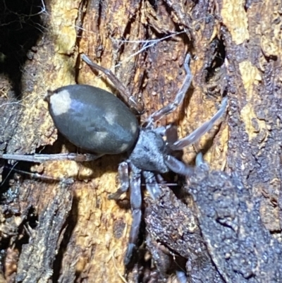 Lampona cylindrata (White-tailed Spider) at Jerrabomberra, NSW - 3 Nov 2021 by SteveBorkowskis
