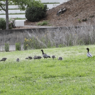 Chenonetta jubata (Australian Wood Duck) at Mount Ainslie to Black Mountain - 20 Oct 2021 by AlisonMilton