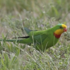 Polytelis swainsonii (Superb Parrot) at Hawker, ACT - 22 Oct 2021 by AlisonMilton