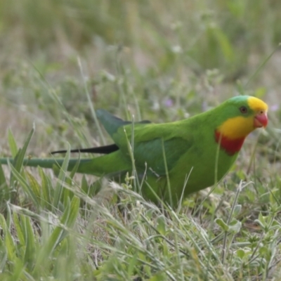 Polytelis swainsonii (Superb Parrot) at Hawker, ACT - 22 Oct 2021 by AlisonMilton