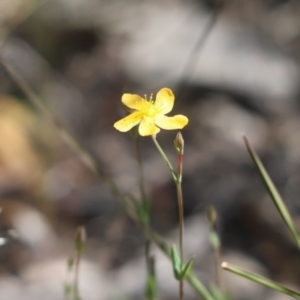 Hypericum gramineum at Cook, ACT - 30 Oct 2021