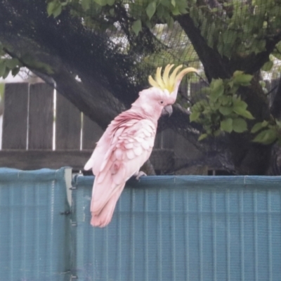 Cacatua galerita (Sulphur-crested Cockatoo) at Hawker, ACT - 22 Oct 2021 by AlisonMilton