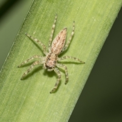 Helpis minitabunda (Threatening jumping spider) at Higgins, ACT - 25 Oct 2021 by AlisonMilton