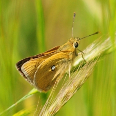 Trapezites luteus (Yellow Ochre, Rare White-spot Skipper) at Stromlo, ACT - 3 Nov 2021 by Harrisi