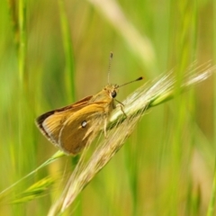 Trapezites luteus at Stromlo, ACT - 3 Nov 2021