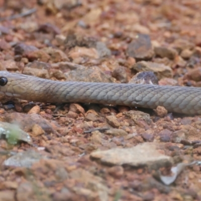 Pseudonaja textilis (Eastern Brown Snake) at Mount Ainslie - 2 Nov 2021 by jb2602