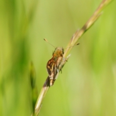 Taractrocera papyria (White-banded Grass-dart) at Stromlo, ACT - 2 Nov 2021 by Harrisi