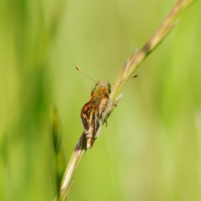 Taractrocera papyria (White-banded Grass-dart) at Stromlo, ACT - 3 Nov 2021 by Harrisi