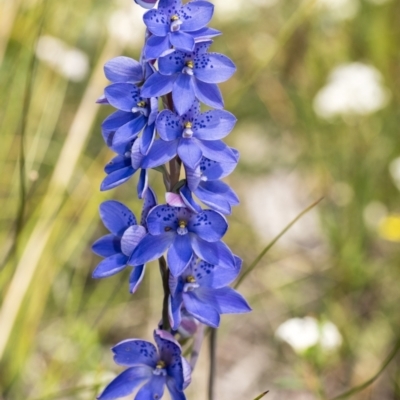 Thelymitra ixioides (Dotted Sun Orchid) at Bundanoon, NSW - 23 Oct 2021 by Aussiegall