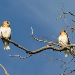 Elanus axillaris (Black-shouldered Kite) at Denman Prospect, ACT - 2 Nov 2021 by Harrisi