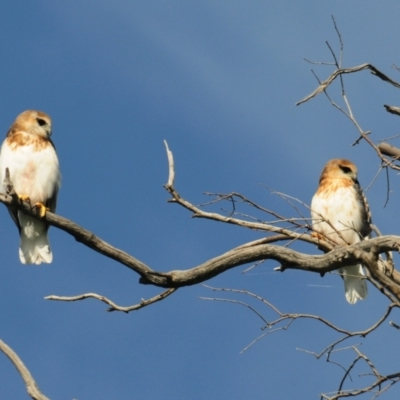 Elanus axillaris (Black-shouldered Kite) at Denman Prospect, ACT - 3 Nov 2021 by Harrisi