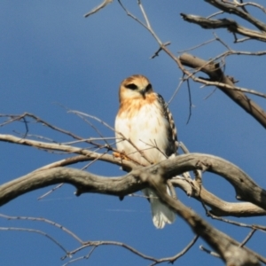 Elanus axillaris at Denman Prospect, ACT - 3 Nov 2021