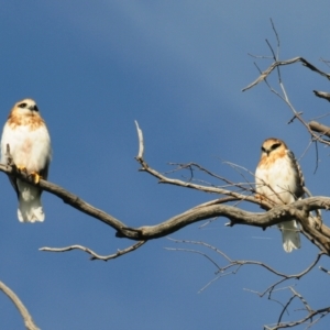 Elanus axillaris at Denman Prospect, ACT - 3 Nov 2021