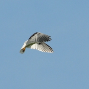 Elanus axillaris at Denman Prospect, ACT - 3 Nov 2021