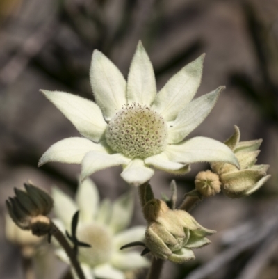 Actinotus helianthi (Flannel Flower) - 1 Jan 1900 by Aussiegall
