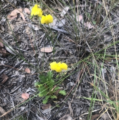 Goodenia pinnatifida (Scrambled Eggs) at Belconnen, ACT - 3 Nov 2021 by Dora