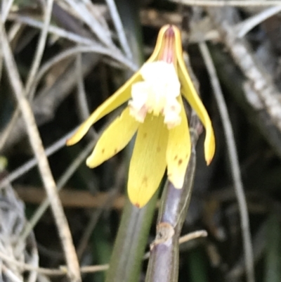 Dockrillia striolata (Streaked Rock Orchid) at Bungonia, NSW - 31 Oct 2021 by Tapirlord