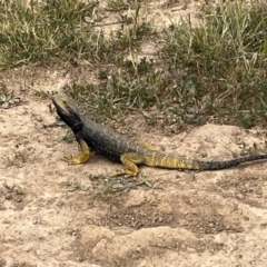 Pogona barbata (Eastern Bearded Dragon) at Coombs, ACT - 3 Nov 2021 by TriciaE