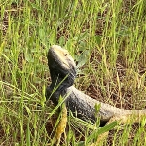 Pogona barbata at Coombs, ACT - suppressed