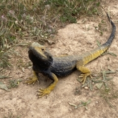 Pogona barbata at Coombs, ACT - suppressed