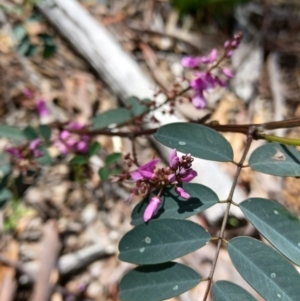 Indigofera australis subsp. australis at Cooma, NSW - 22 Oct 2021 11:31 AM