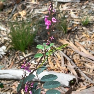 Indigofera australis subsp. australis at Cooma, NSW - 22 Oct 2021 11:31 AM