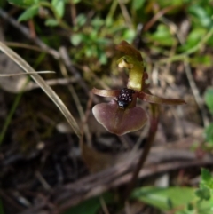 Chiloglottis trapeziformis (Diamond Ant Orchid) at Boro - 1 Nov 2021 by Paul4K
