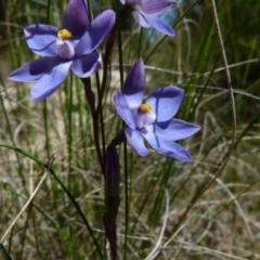 Thelymitra sp. (A Sun Orchid) at Boro, NSW - 1 Nov 2021 by Paul4K