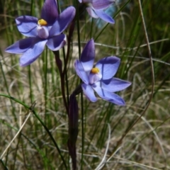 Thelymitra (Genus) (Sun Orchid) at Boro, NSW - 2 Nov 2021 by Paul4K