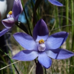 Thelymitra sp. at Boro, NSW - 2 Nov 2021