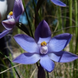 Thelymitra sp. at Boro, NSW - 2 Nov 2021