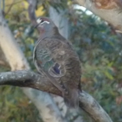 Phaps chalcoptera (Common Bronzewing) at Boro - 2 Nov 2021 by Paul4K