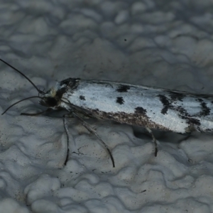 Philobota lysizona at Ainslie, ACT - 2 Nov 2021 10:24 PM