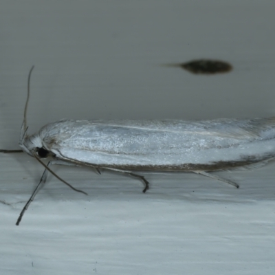 Philobota productella (Pasture Tunnel Moth) at Ainslie, ACT - 1 Nov 2021 by jb2602