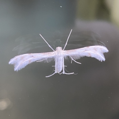 Wheeleria spilodactylus (Horehound plume moth) at Pialligo, ACT - 4 Nov 2021 by FeralGhostbat