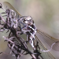 Adversaeschna brevistyla (Blue-spotted Hawker) at The Pinnacle - 29 Oct 2021 by AlisonMilton
