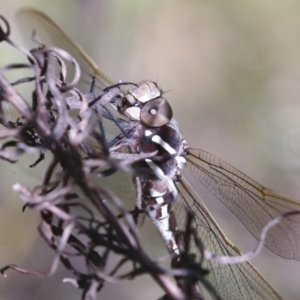 Adversaeschna brevistyla at Hawker, ACT - 30 Oct 2021 10:29 AM