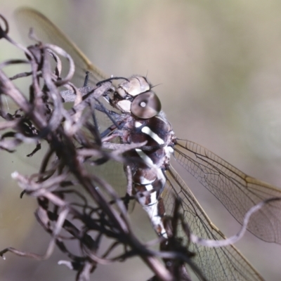 Adversaeschna brevistyla (Blue-spotted Hawker) at The Pinnacle - 29 Oct 2021 by AlisonMilton