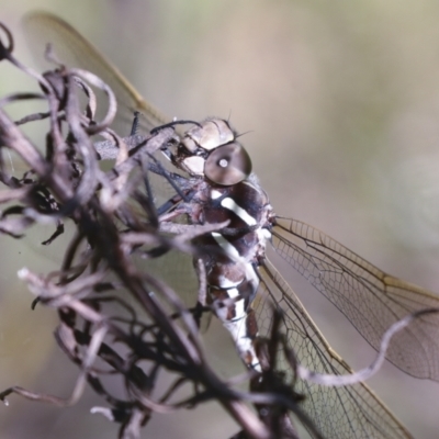 Adversaeschna brevistyla (Blue-spotted Hawker) at Hawker, ACT - 30 Oct 2021 by AlisonMilton