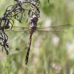 Adversaeschna brevistyla at Hawker, ACT - 30 Oct 2021 10:29 AM